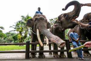 Elephants being fed sugar cane, Elephant Safari Park Lodge Bali
