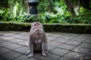 Female Balinese Long-Tailed Macaque, Sacred Monkey Forest Sanctuary, Ubud