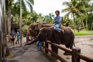 Elephants in the Elephant Safari Park Lodge Bali