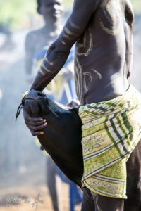 Mursi man restraining a cow, Ethiopia