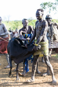 Mursi man restraining a cow, Ethiopia