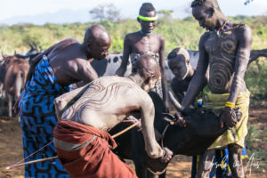Mursi men marking the vein on a restrained cow, Ethiopia