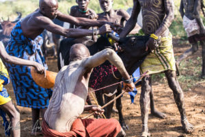 Mursi men piercing the artery on a restrained cow, Ethiopia