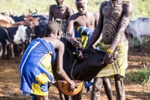Mursi men catching blood from a restrained cow, Ethiopia