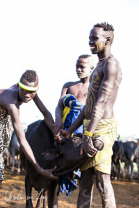 Mursi men plugging the Hole in a cow's neck, Ethiopia