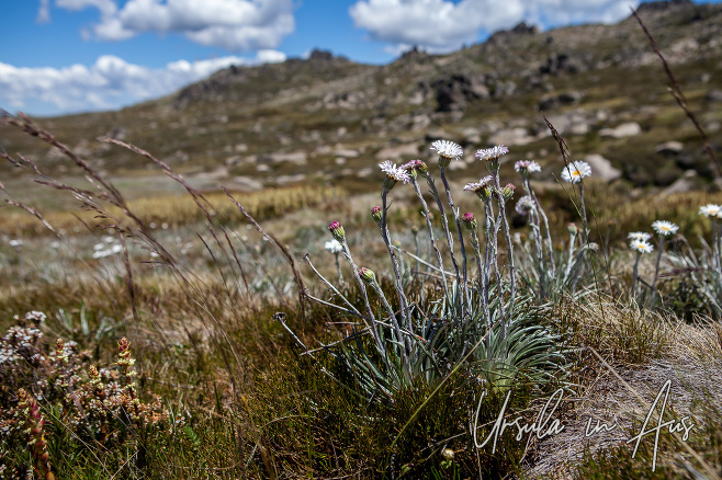 Silver Snow Daisies, Rams Head Range, Thredbo Australia
