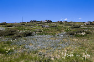 Flowers on the Ramshead Range, Kosciuszko National Park Australia