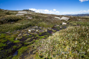 Candle Heath (Richea Continentis) and Boggy Water, Mt Kosciuszko walkway, Australia