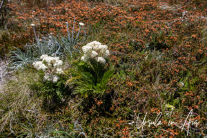 Mountain Celery and Sheep Sorrel, Ramshead Range, Kosciuszko National Park Australia