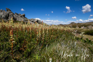 Candle Heath (Richea Continentis) and Boggy Water, Mt Kosciuszko walkway, Australia