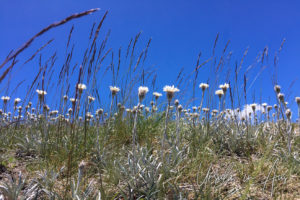 Silver Snow Daisies against a blue sky, Mt Kosciuszko walkway, Australia
