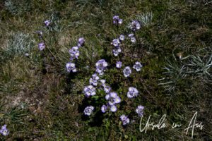 Purple Eye-Bright, Mt Kosciuszko walkway, Australia