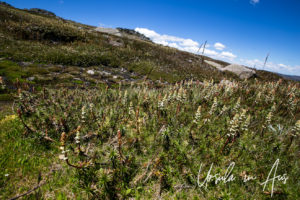 Candle Heath (Richea Continentis) and Boggy Water, Mt Kosciuszko walkway, Australia