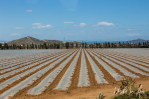 Covered rows of plants, Cape Palos Murcia Spain