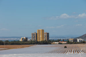 High-Rises and Long Lines of fruit growing on Cape Palos Murcia Spain