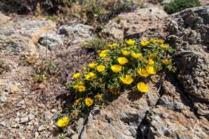 Yellow flowers on the rocks, Faro de Cabo de Palos, Murcia Spain