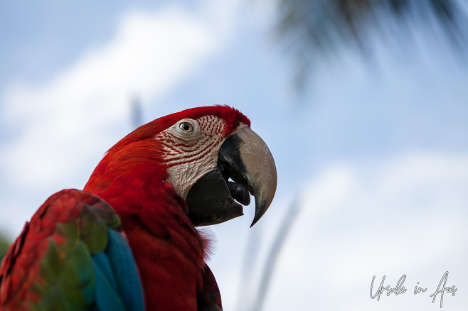 Close up: Magnificent Macaw, Bali Bird Park Indonesia