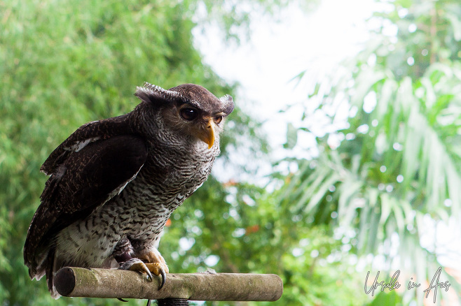 Barred Eagle Owl - Bubo Sumatranus, Bali Bird Park Indonesia