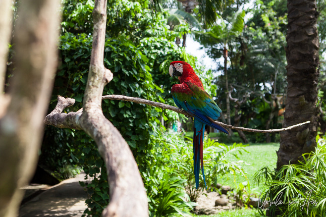 Magnificent Macaw, Bali Bird Park Indonesia