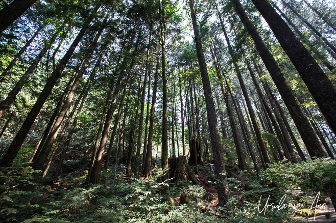 Tall conifers with few branches low down, Cascade Falls Park, Mission, B.C