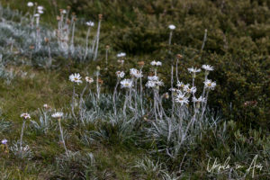Silver Snow Daisies, Ramshead, Kosciuszko National Park Australia