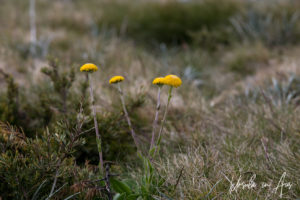 Billy Buttons, Ramshead, Kosciuszko National Park Australia