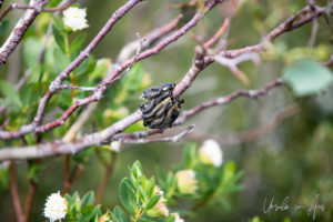 Caterpillars on the Kosciuszko Rose bush, Dead Horse Gap track, Kosciuszko National Park, Australia