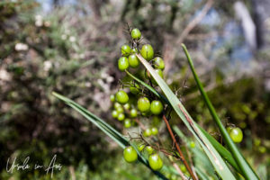 Tasman Flax Lily, Merritts Nature Track, Thredbo, NSW Australia