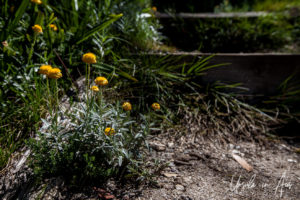 Alpine Everlasting Daisy, Merritts Nature Track, Thredbo, NSW Australia