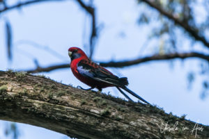 Crimson Rosella, Merritts Nature Track, Thredbo, NSW Australia