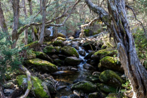 Merritt's Creek, Merritts Nature Track, Thredbo, NSW Australia