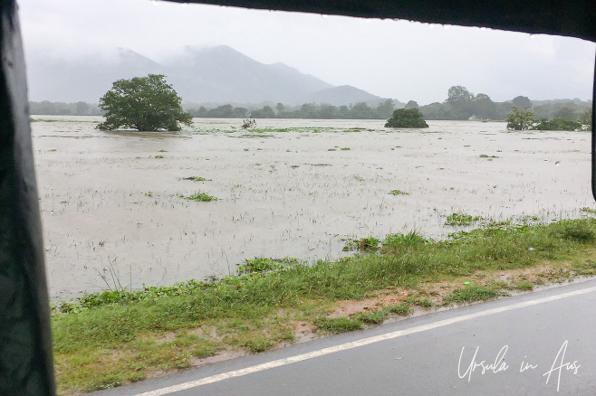 Rainy Rice Patties, North Central Province Sri Lanka.