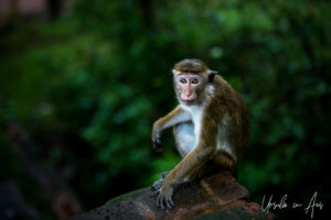 Toque macaque, Sigiriya Sri Lanka