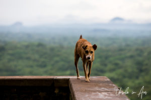 Dog on a Wall, Sigiriya