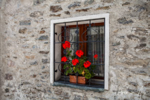 Geraniums on a windowsill, Poschiavo Switzerland