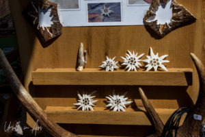 Edelweiss carved from bone, Poschiavo market, Switzerland