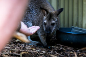 Tourist feeding a Tammar Wallaby, Maru Koala and Animal Park, Grantville Australia