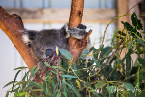 Koala in a Tree, Maru Koala and Animal Park, Grantville Australia
