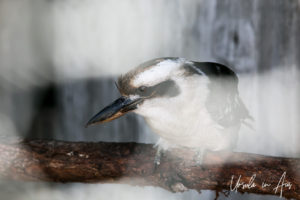 Kookaburra behind Wires, Maru Koala and Animal Park, Grantville Australia