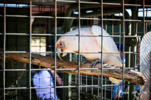 Long-billed Corella behind Wires, Maru Koala and Animal Park, Grantville Australia