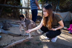Tourist feeding a grey kangaroo, Maru Koala and Animal Park, Grantville Australia