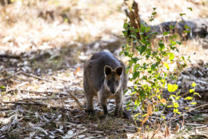Swamp Wallaby, Koala Conservation Centre, Phillip Island Victoria Australia