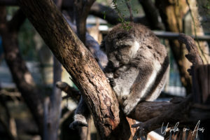 Sleeping Koala, Koala Conservation Centre, Phillip Island Victoria Australia