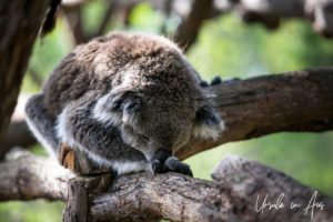 Sleeping Koala, Koala Conservation Centre, Phillip Island Victoria Australia