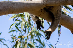Koala Feet, Koala Conservation Centre, Phillip Island Victoria Australia