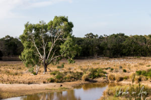 Wetlands, Koala Conservation Centre, Phillip Island Victoria Australia
