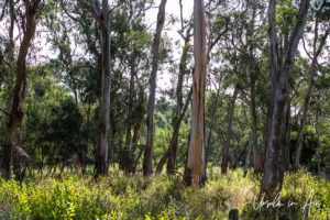 Trees, Koala Conservation Centre, Phillip Island Victoria Australia