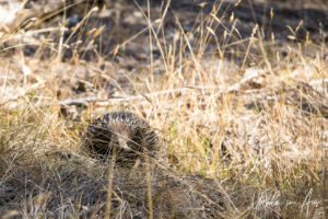 short-beaked echidna in long grass, , Koala Conservation Centre, Phillip Island Victoria Australia