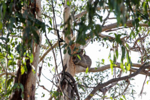 Koala high in a tree, Koala Conservation Centre, Phillip Island Victoria Australia