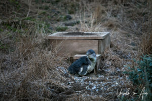 Moulting little penguin outside a box-home, Penguin Parade, Phillip Island Victoria Australia